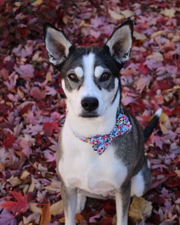 About Pack Leashes