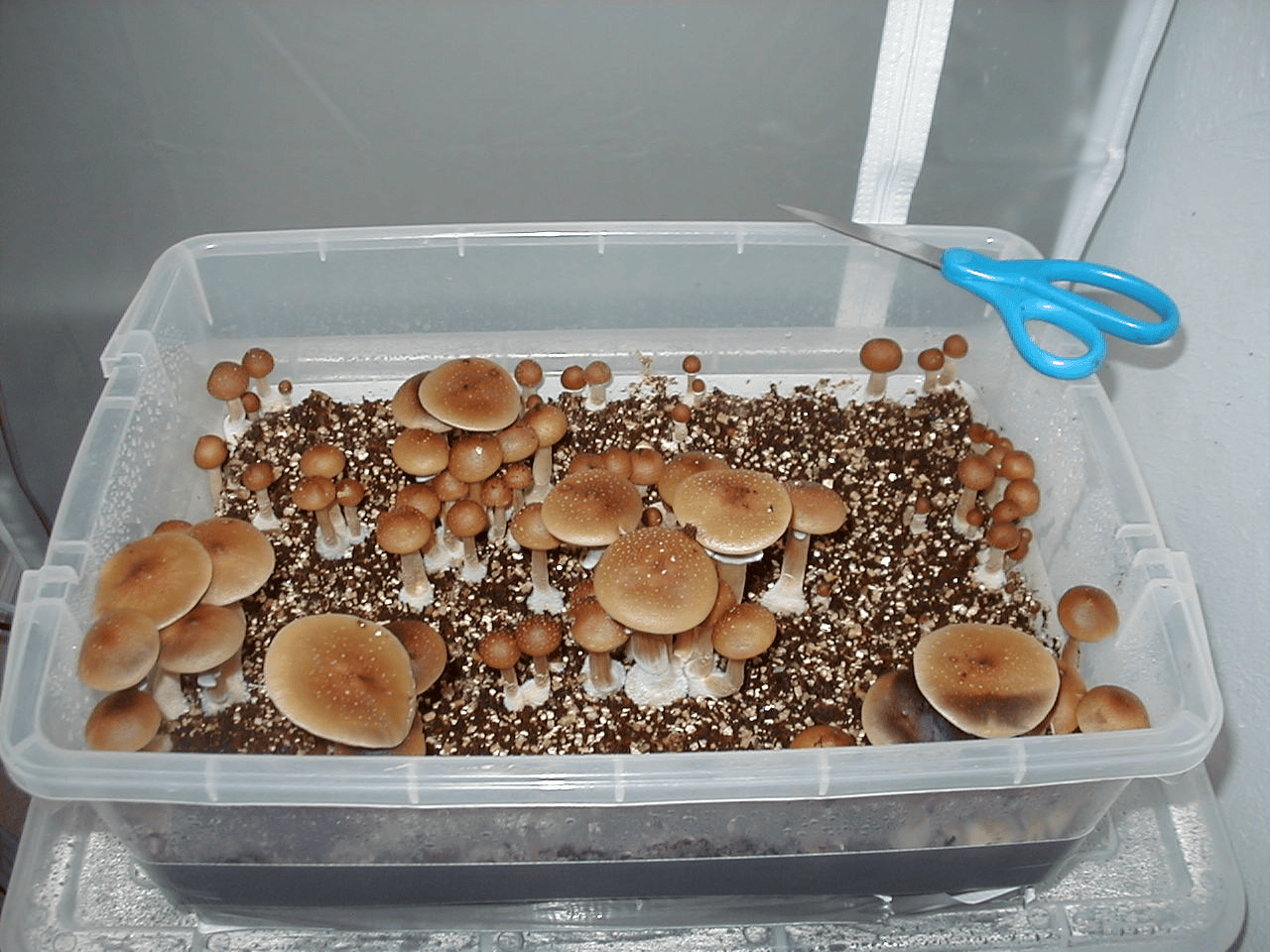 How to use High Mountain Compost coupons
