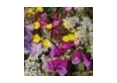 Plant World Seeds